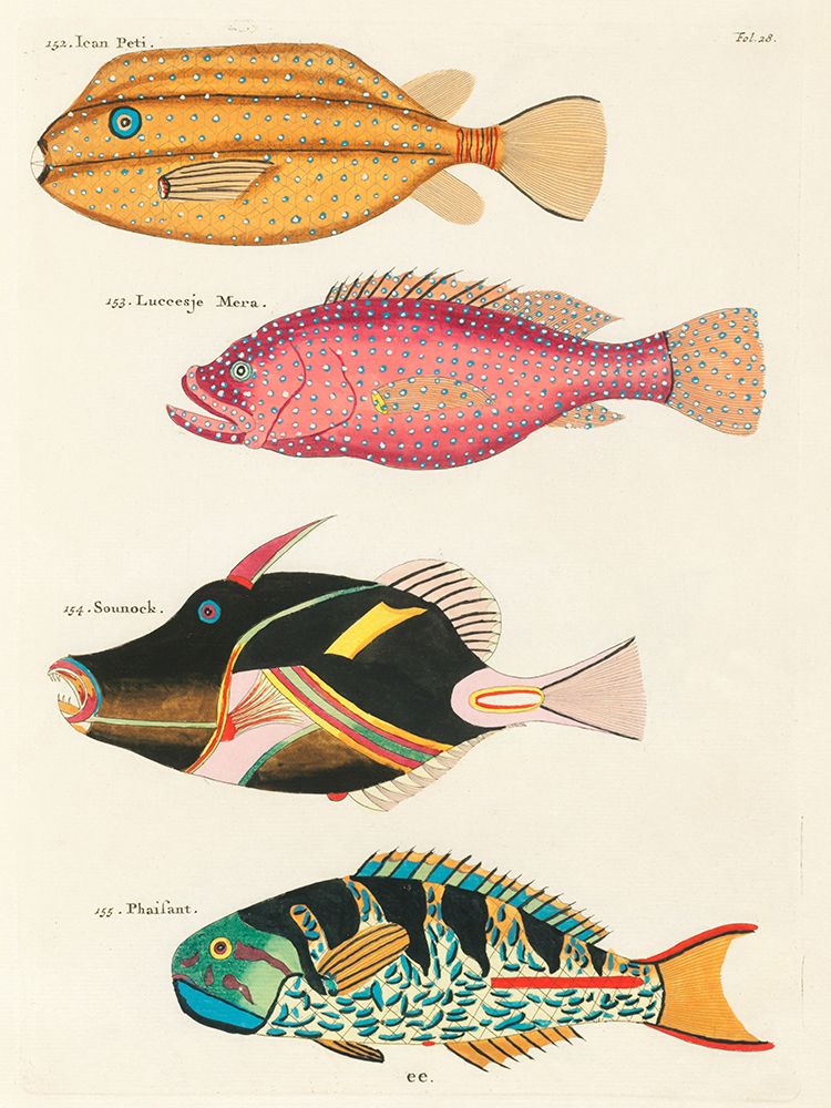 Illustrations of fishes found in Moluccas Indonesia and the East Indies 33 art print by Louis Renard for $57.95 CAD