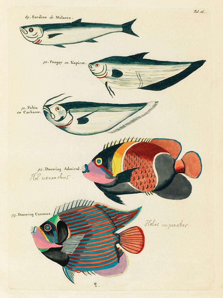 Illustrations of fishes found in Moluccas Indonesia and the East Indies 38 art print by Louis Renard for $57.95 CAD