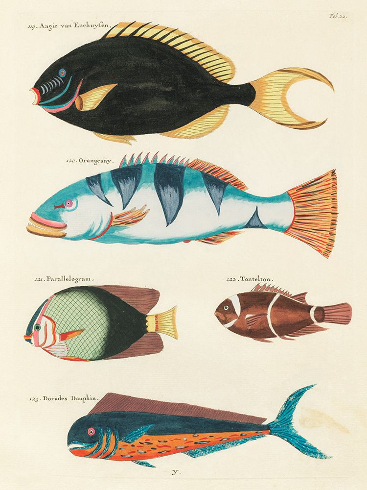 Illustrations of fishes found in Moluccas Indonesia and the East Indies 41 art print by Louis Renard for $57.95 CAD