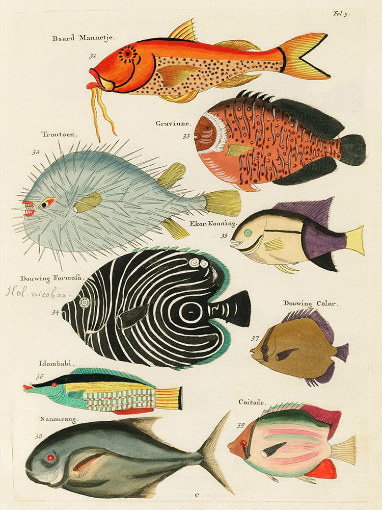 Illustrations of fishes found in Moluccas Indonesia and the East Indies 42 art print by Louis Renard for $57.95 CAD