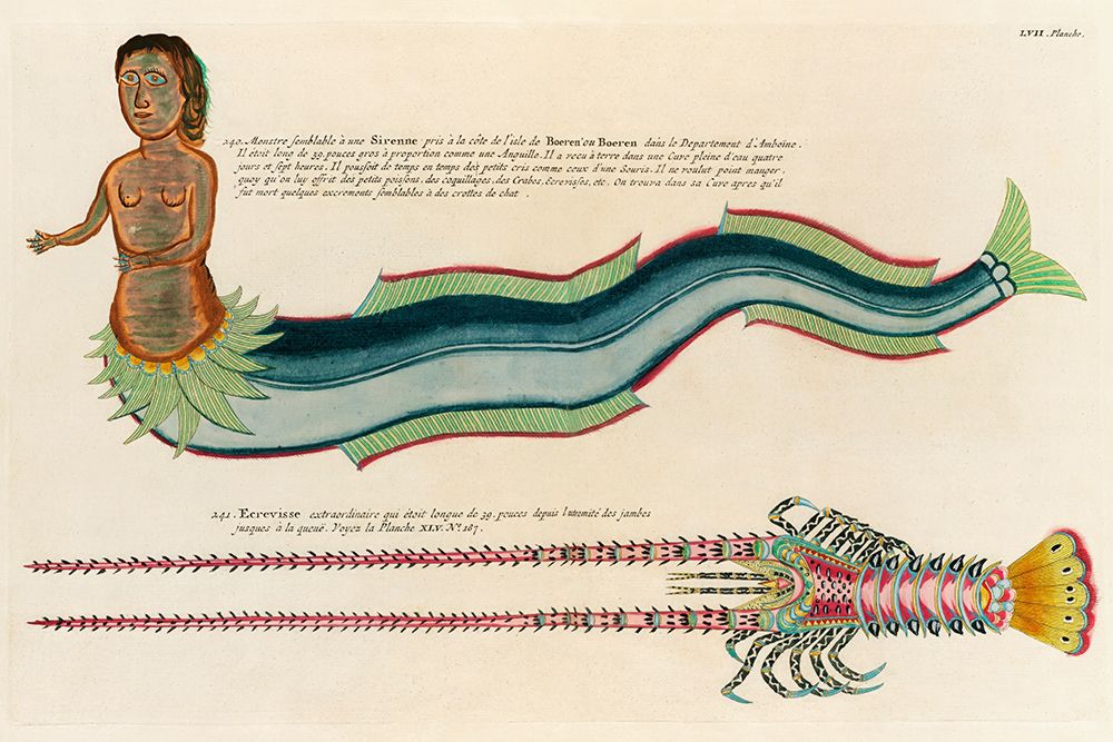 Illustrations of a siren and lobster found in the Moluccas Indonesia and the East Indies art print by Louis Renard for $57.95 CAD