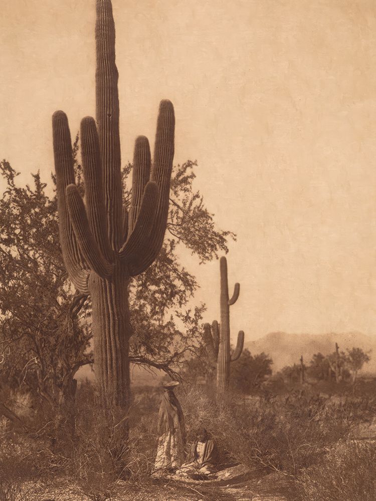 Saguaro Harvest - Pima 1907 art print by Edward S. Curtis for $57.95 CAD