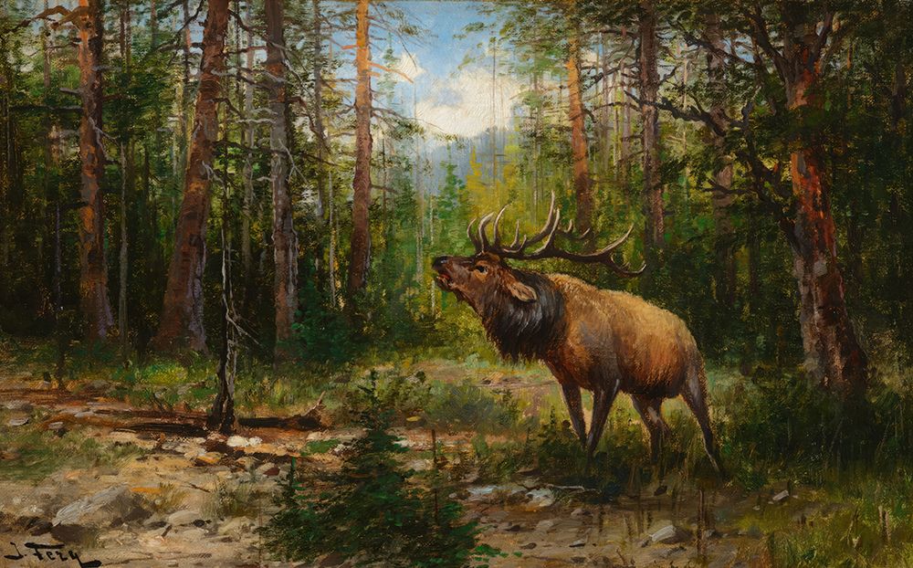 Elk Glacier Park art print by John Fery for $57.95 CAD