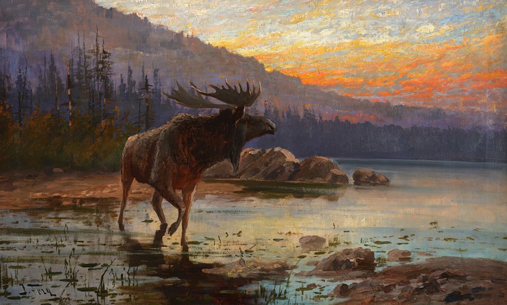 Moose at Sunset on Jackson Lake art print by John Fery for $57.95 CAD