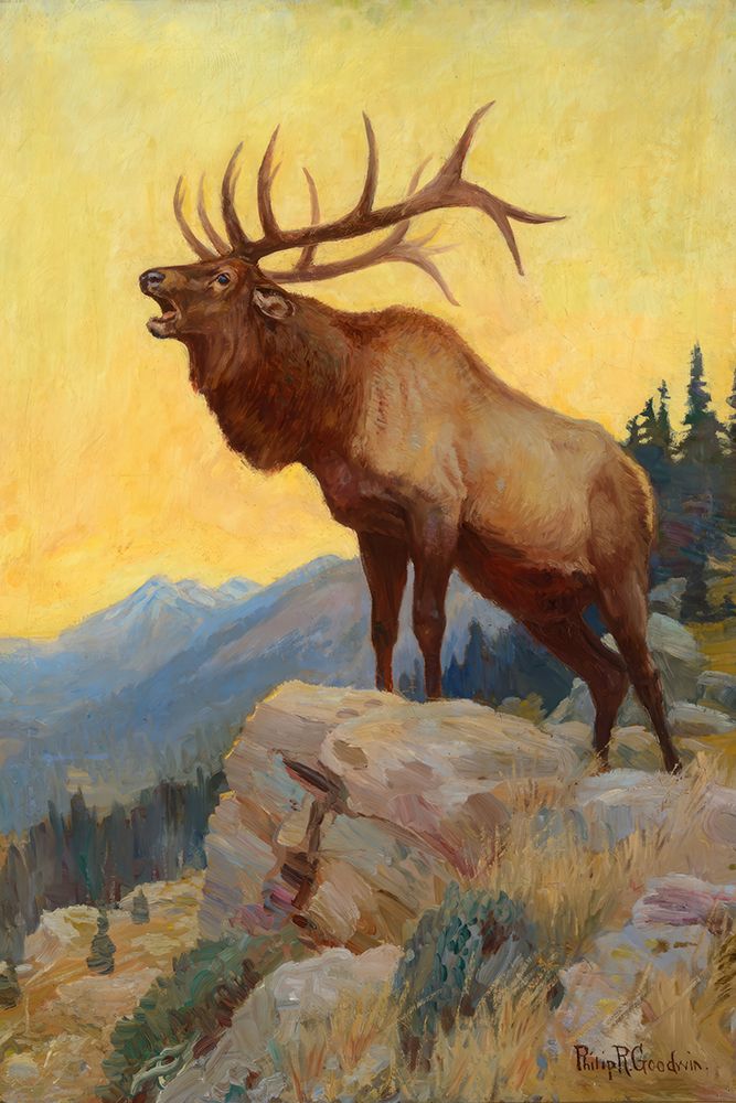 Bugling Elk art print by Philip R Goodwin for $57.95 CAD