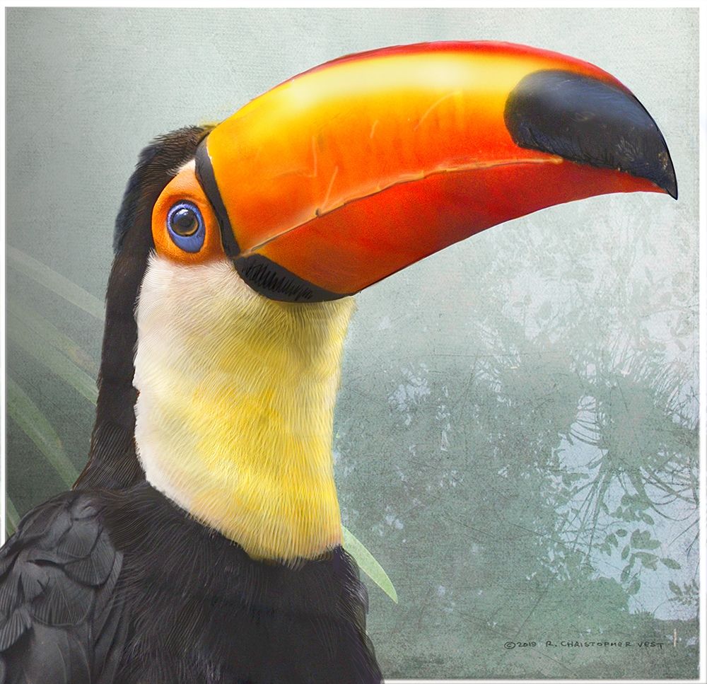 Toucan Portrait art print by Christopher Vest for $57.95 CAD