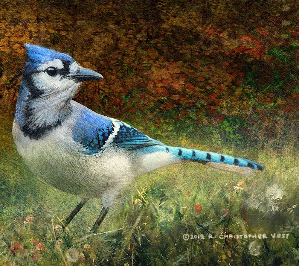 Bluejay Yard art print by Christopher Vest for $57.95 CAD