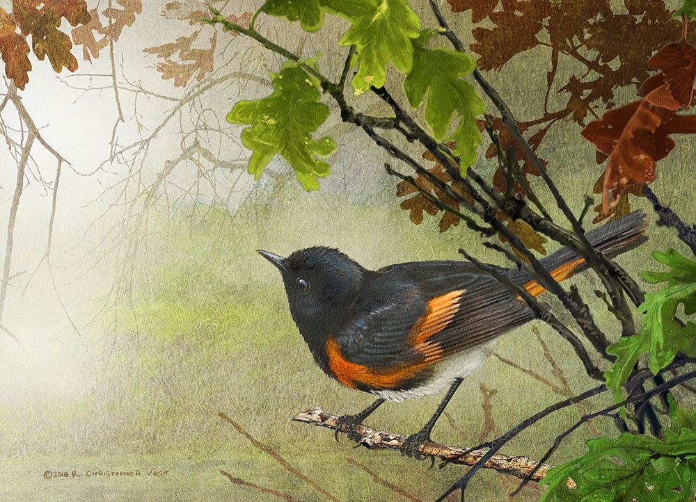 American Redstart art print by Christopher Vest for $57.95 CAD