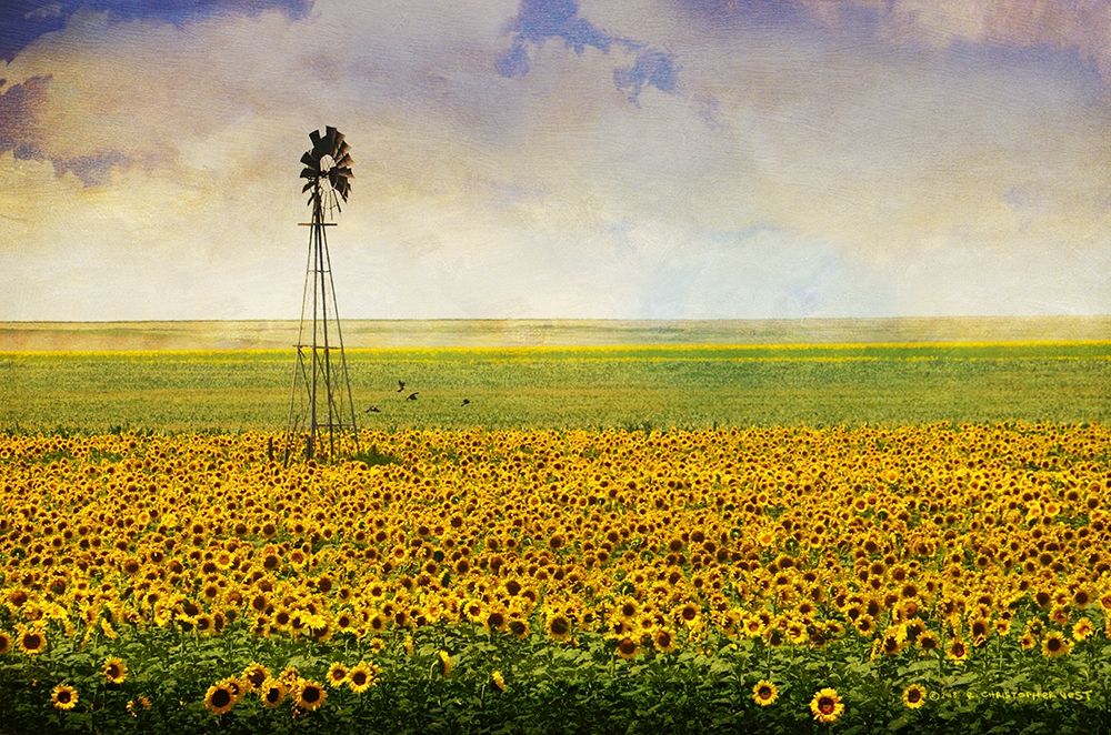 High Plains Sunflowers art print by Christopher Vest for $57.95 CAD