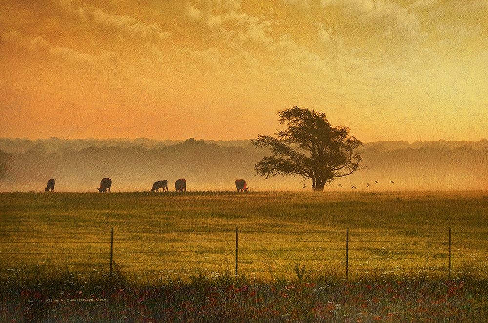 Lone Tree out in Kansas art print by Christopher Vest for $57.95 CAD
