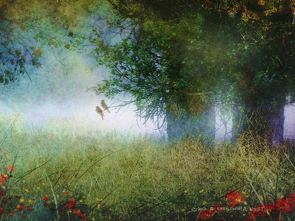 Cottonwood Fog art print by Christopher Vest for $57.95 CAD