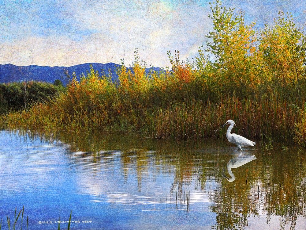 The Marsh Snowy Egret art print by Christopher Vest for $57.95 CAD