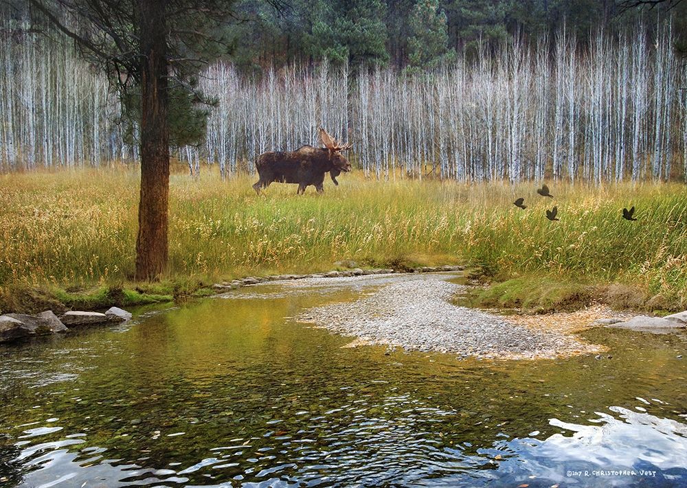 Moose in Forest Aspens art print by Christopher Vest for $57.95 CAD
