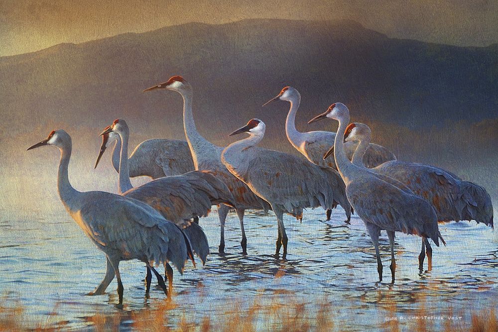 Bosque Dawn Cranes art print by Christopher Vest for $57.95 CAD
