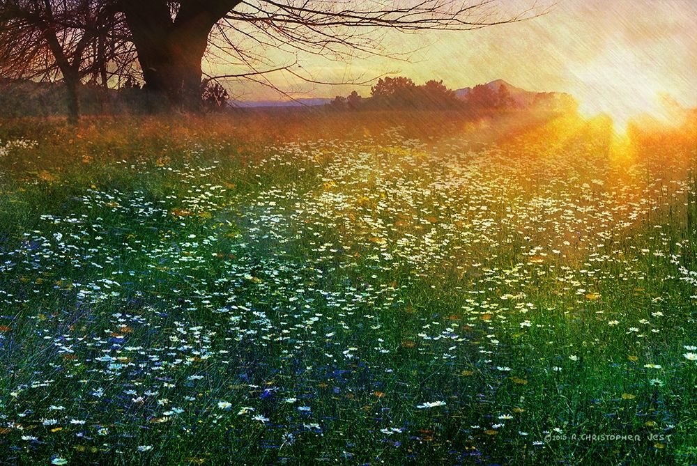 Tall Grass Sunrise art print by Christopher Vest for $57.95 CAD
