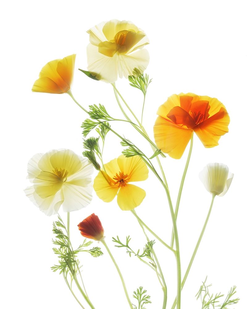 California PoppyGarden art print by Judy Stalus for $57.95 CAD