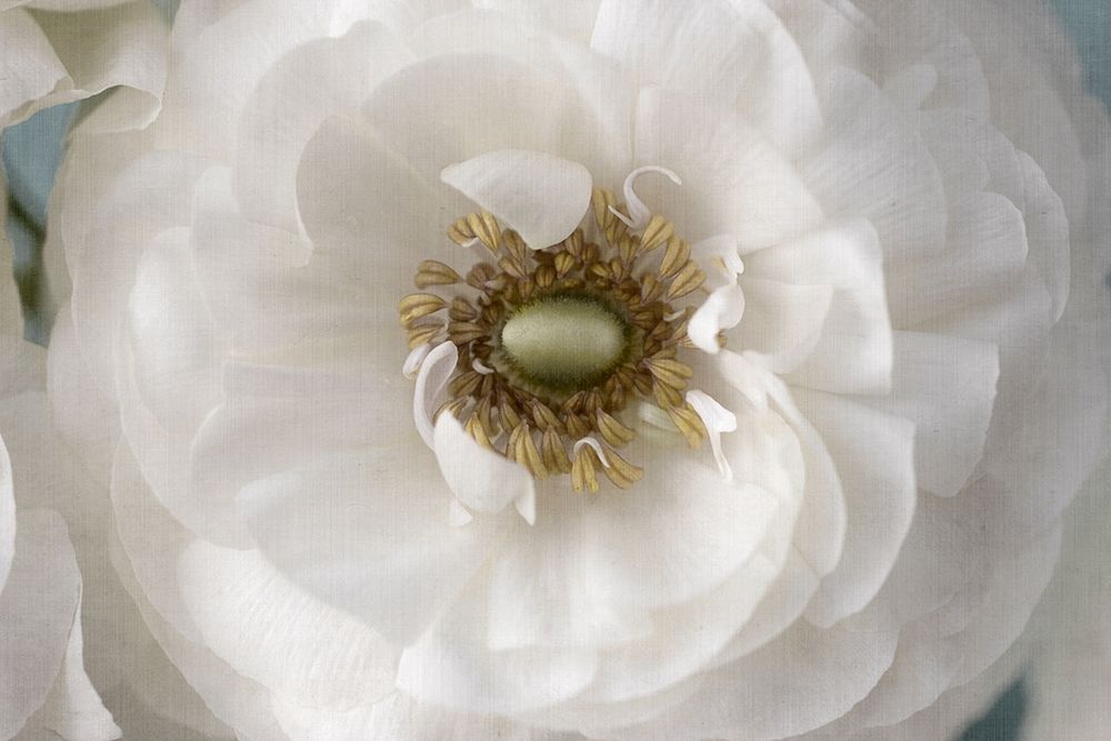 Golden Eye art print by Judy Stalus for $57.95 CAD