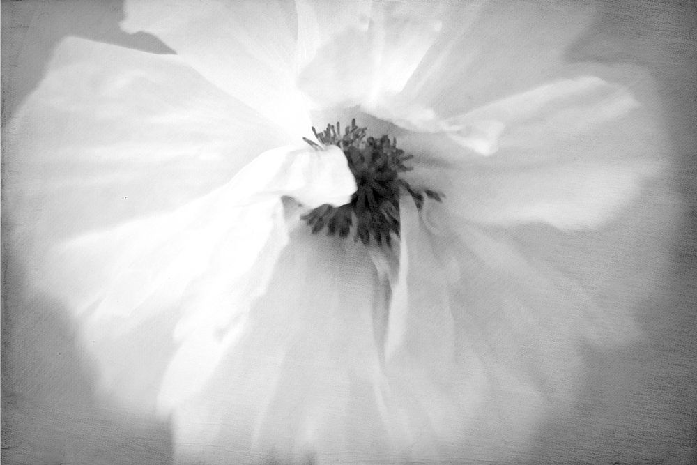 White Poppy art print by Judy Stalus for $57.95 CAD