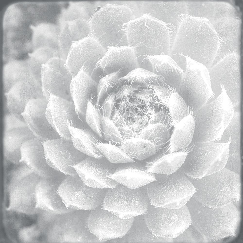 White Succulent art print by Judy Stalus for $57.95 CAD
