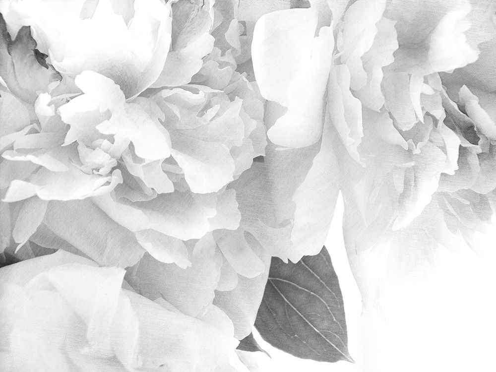 Peonies in White I art print by Judy Stalus for $57.95 CAD