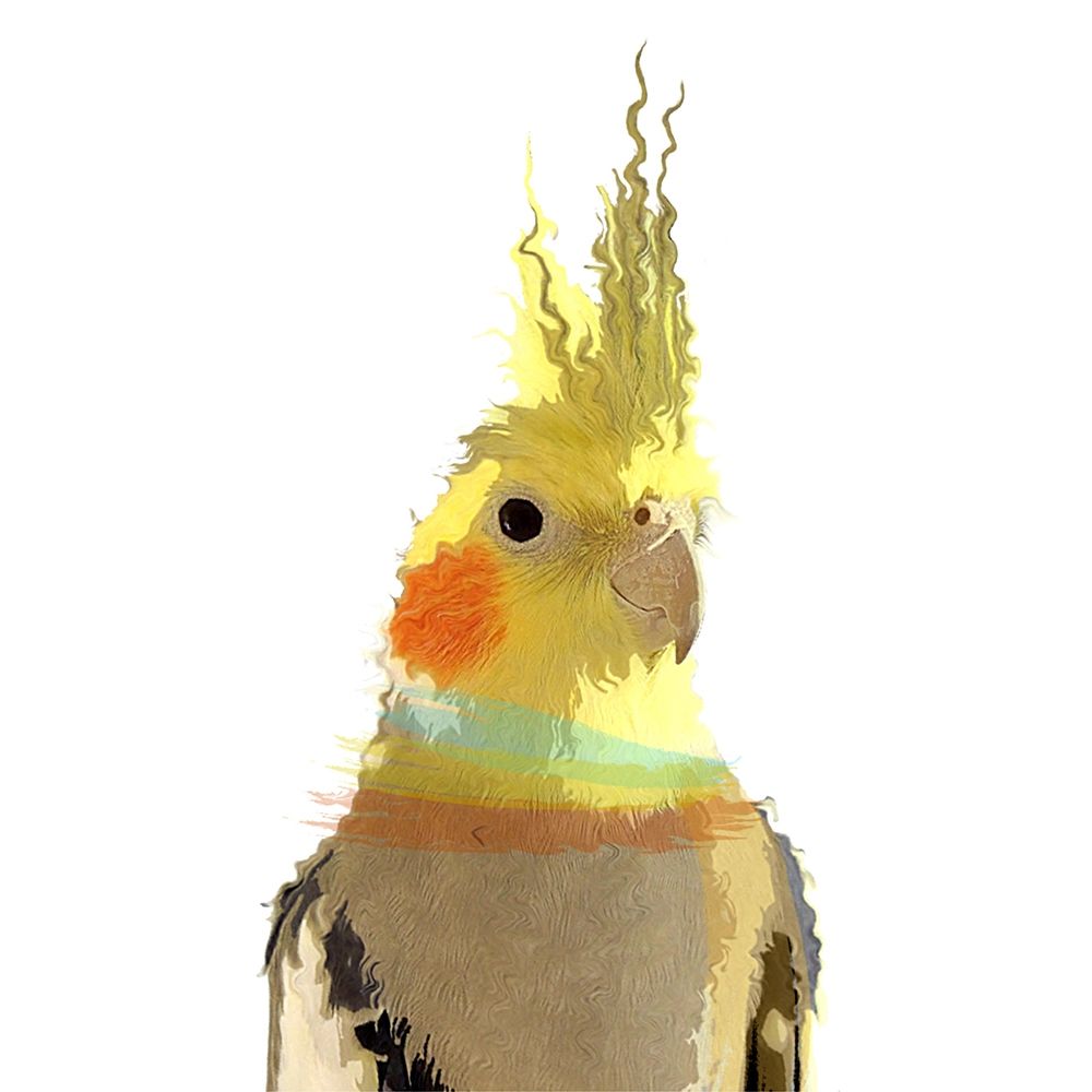 Cockatiel art print by Karen Smith for $57.95 CAD