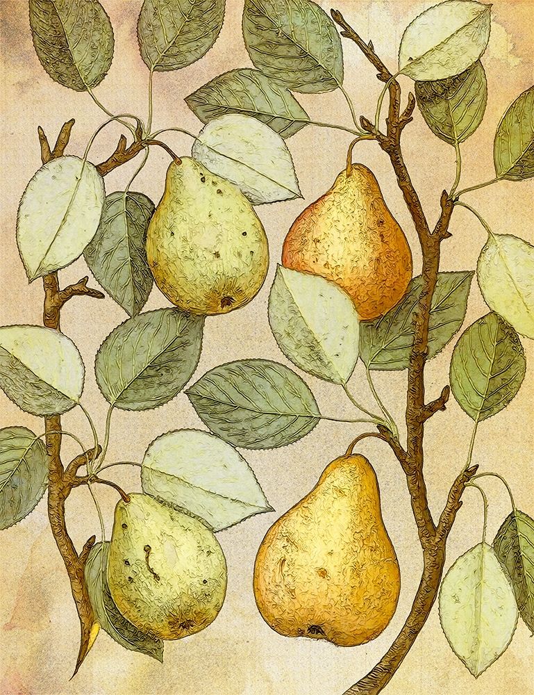 Botanical Grunge II art print by Steve Hunziker for $57.95 CAD