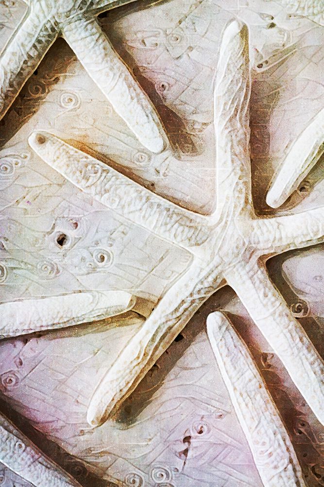 Seashells on Sand  Starfish on Land II art print by Ashley Aldridge for $57.95 CAD