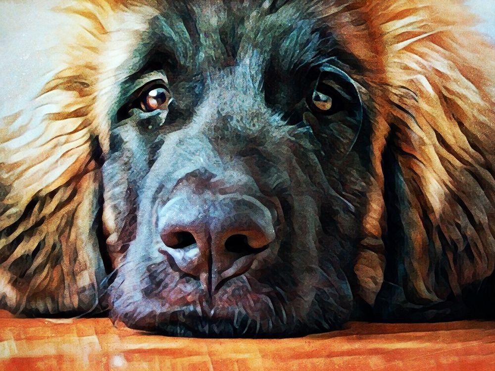 Leonberger Puppy Pout art print by Ashley Aldridge for $57.95 CAD