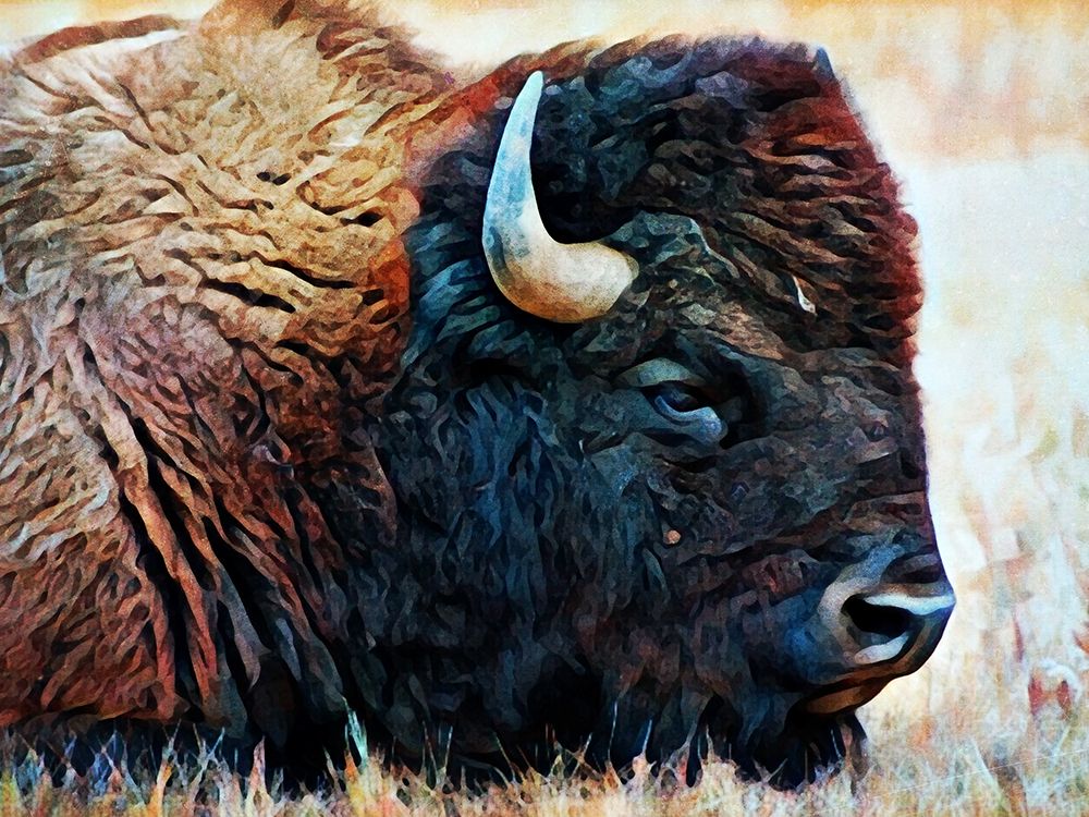 American Bison Resting art print by Ashley Aldridge for $57.95 CAD