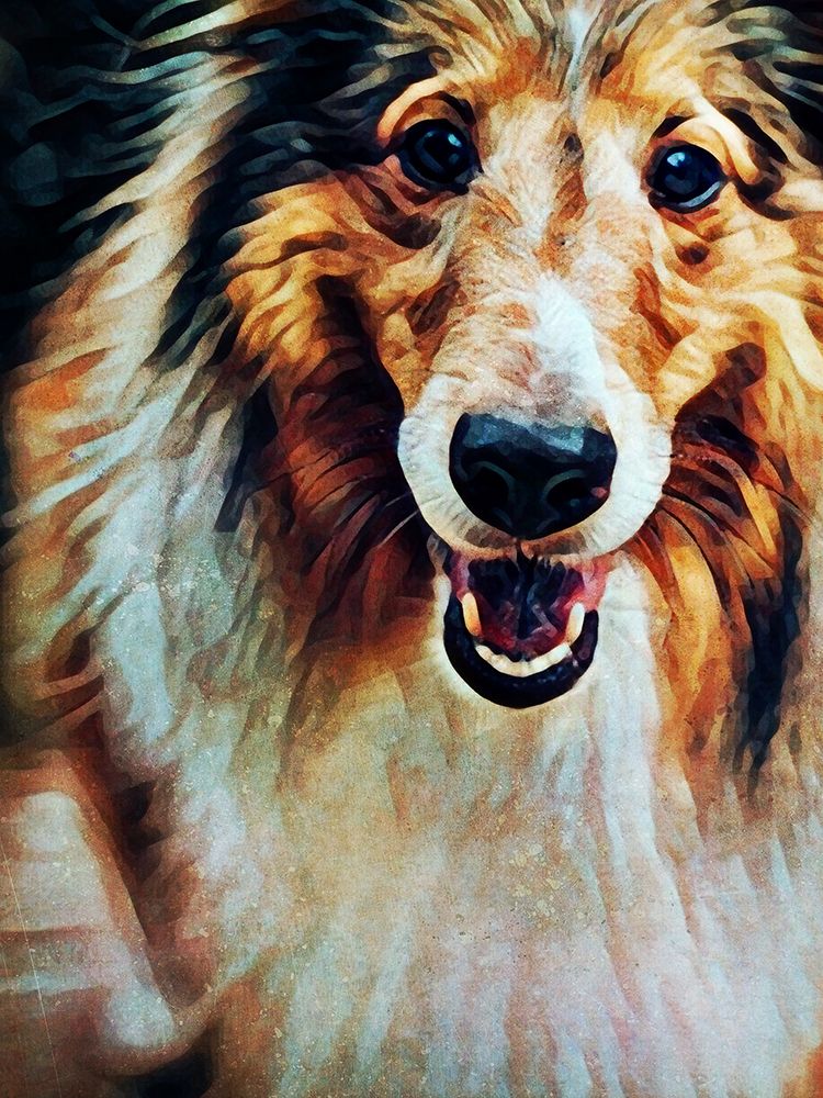 Rough Collie So Jolly art print by Ashley Aldridge for $57.95 CAD