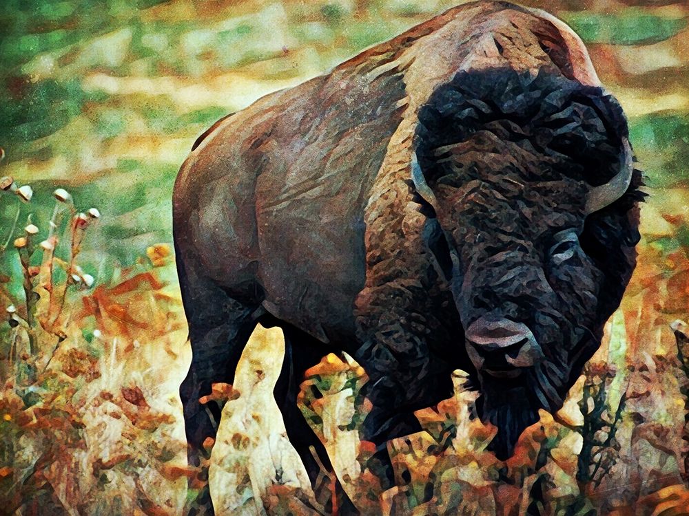 American Bison Grassland Graze art print by Ashley Aldridge for $57.95 CAD