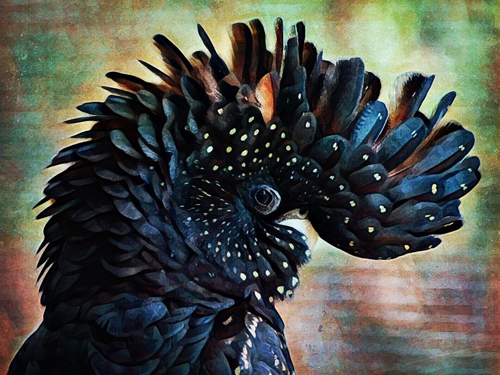 Red Tailed Black Cockatoo Crest art print by Ashley Aldridge for $57.95 CAD