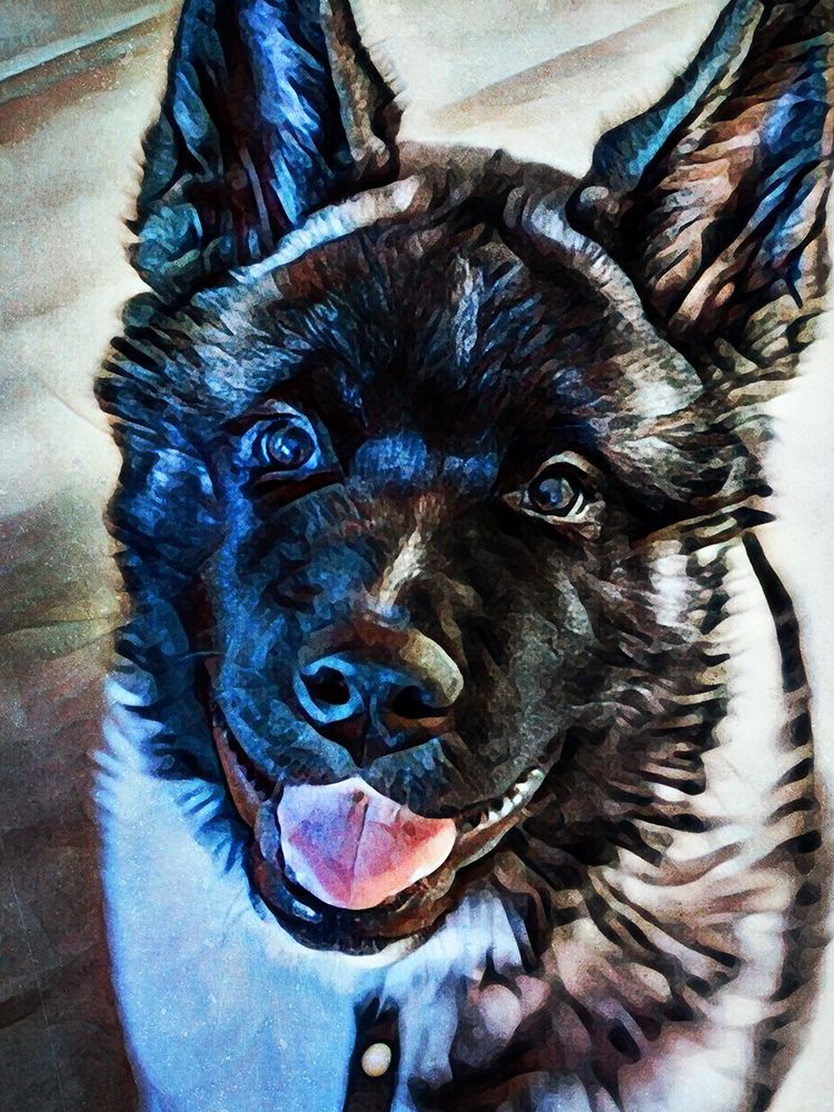 American Akita Puppy Smile art print by Ashley Aldridge for $57.95 CAD