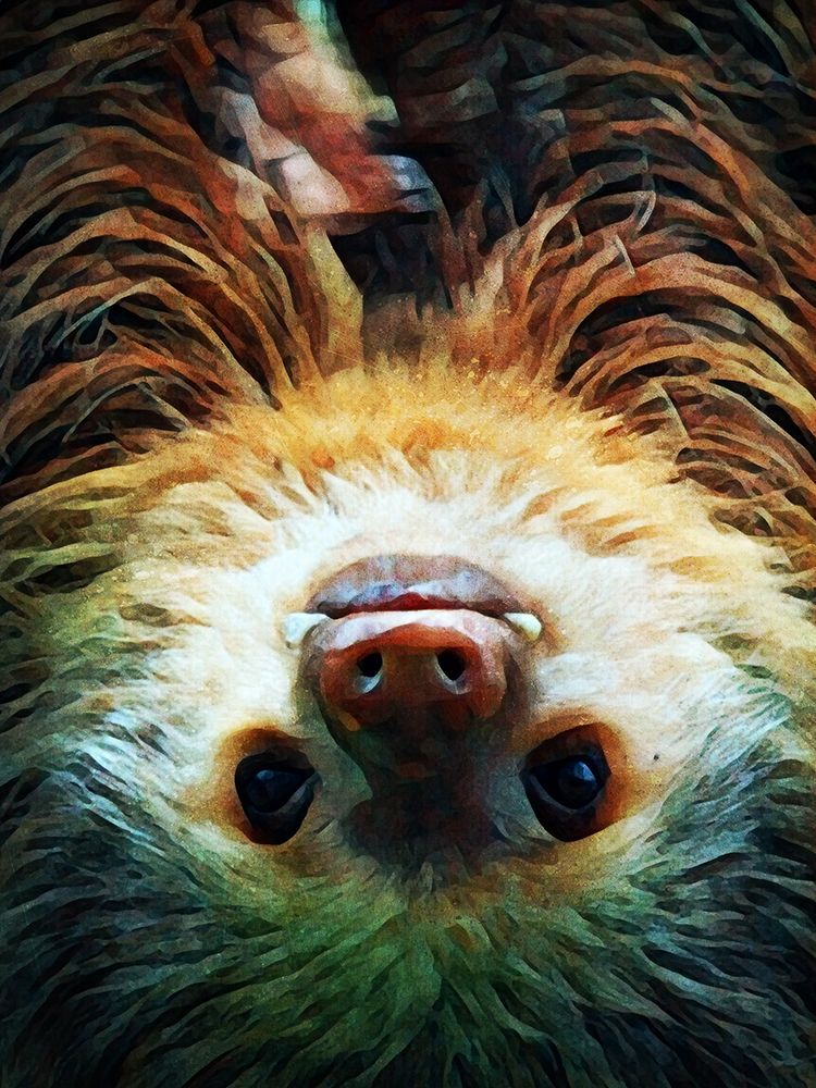 Hoffmanns Two-Toed Sloth Swing art print by Ashley Aldridge for $57.95 CAD