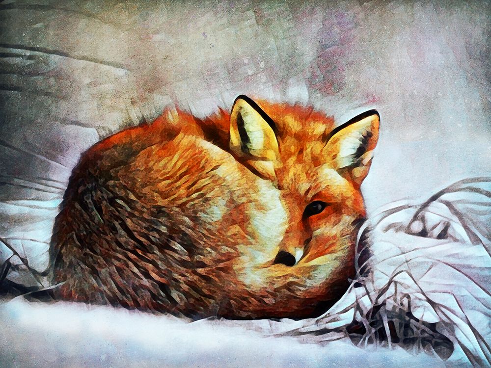 Red Fox Curl Up art print by Ashley Aldridge for $57.95 CAD