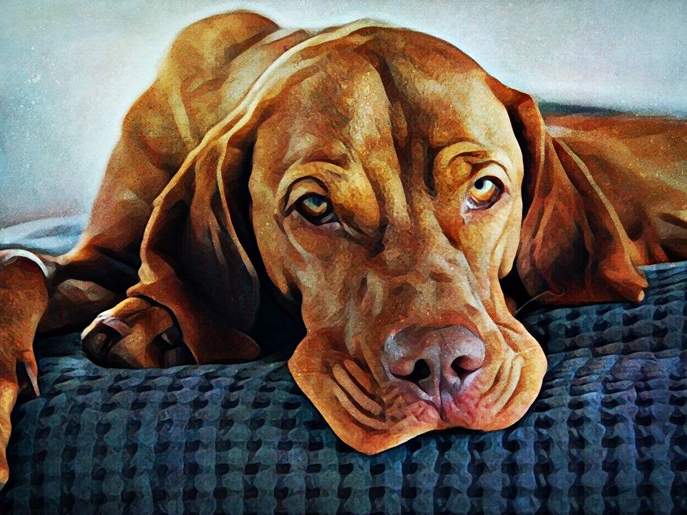Hungarian Vizsla Time for Bed art print by Ashley Aldridge for $57.95 CAD