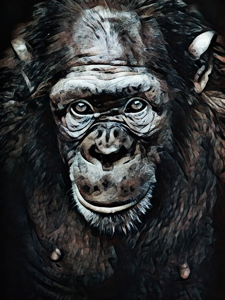 Chimpanzee Contemplation art print by Ashley Aldridge for $57.95 CAD