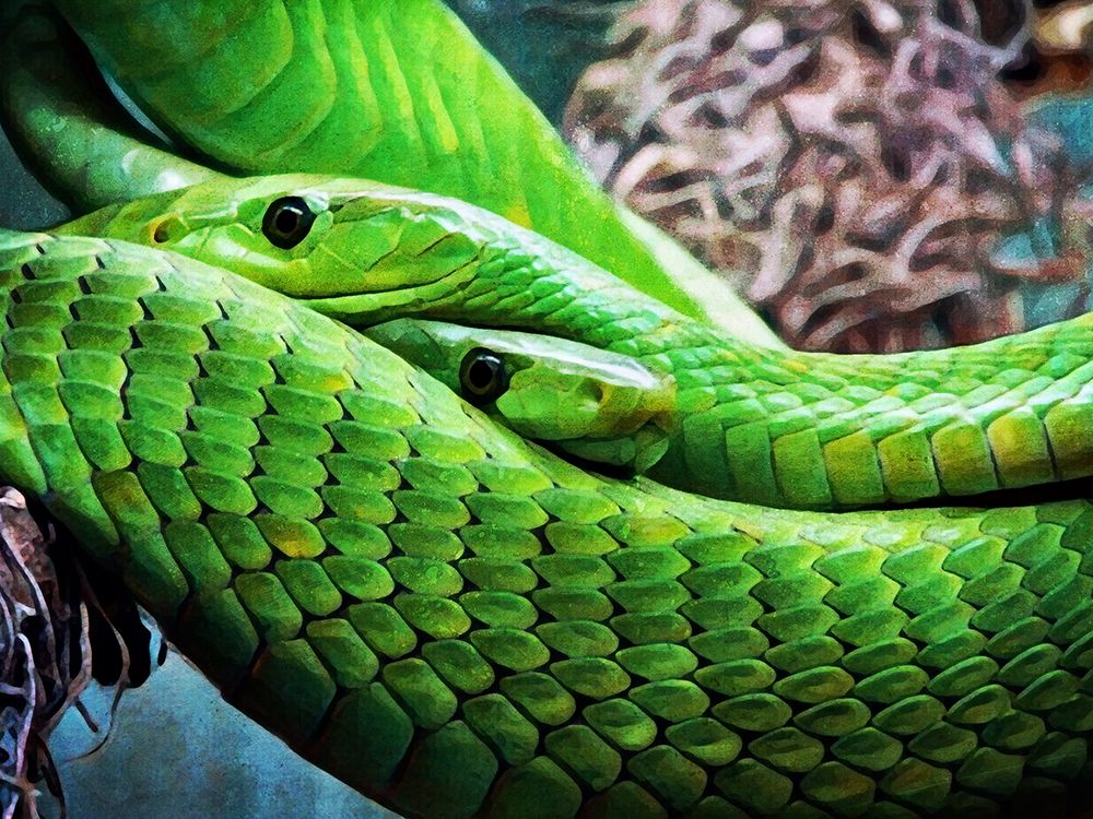 Green Mamba Makes Two art print by Ashley Aldridge for $57.95 CAD
