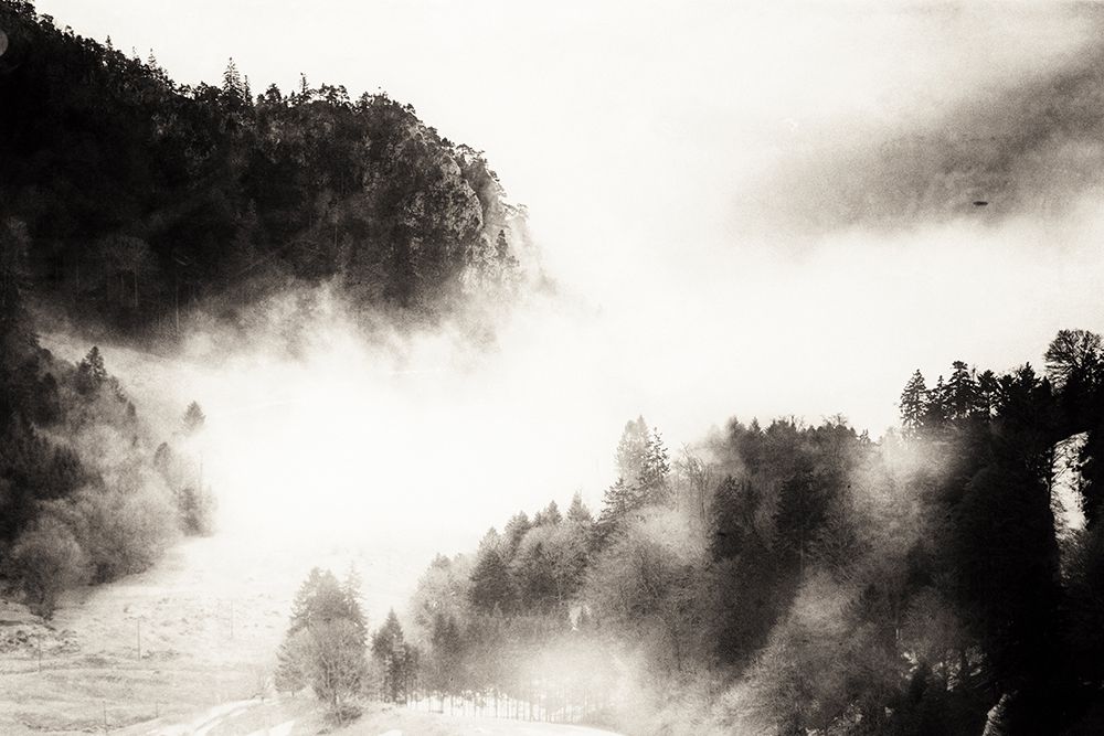 Fog in the Forest art print by Kim Curinga for $57.95 CAD