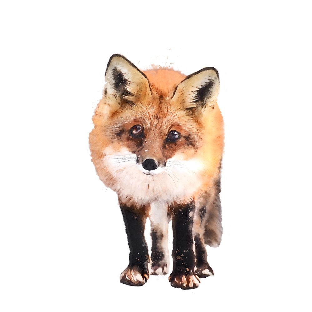 Full On Fox art print by Kim Curinga for $57.95 CAD