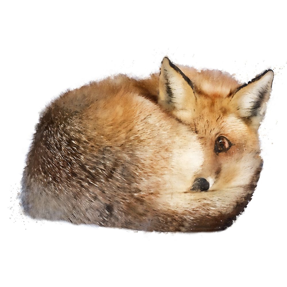 Sleeping Fox art print by Kim Curinga for $57.95 CAD