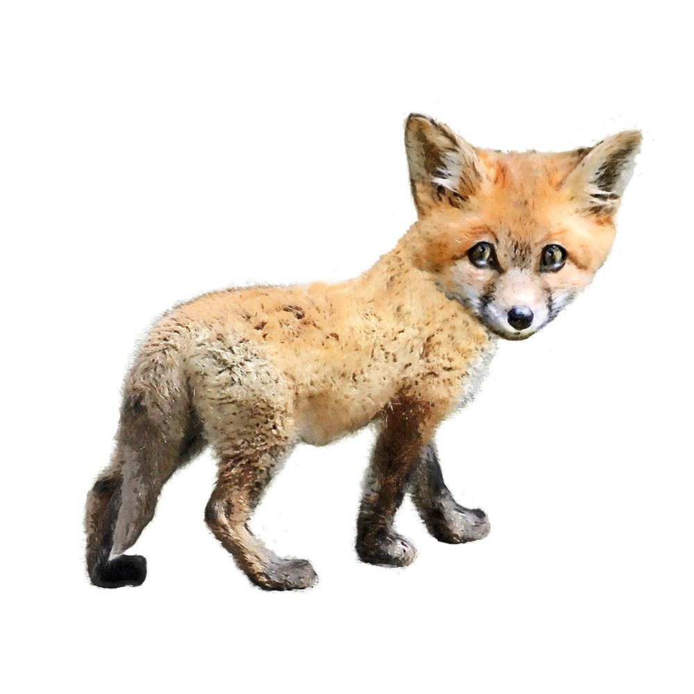 Curious Fox art print by Kim Curinga for $57.95 CAD