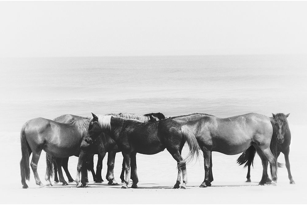 Beach Horse Group art print by Kim Curinga for $57.95 CAD