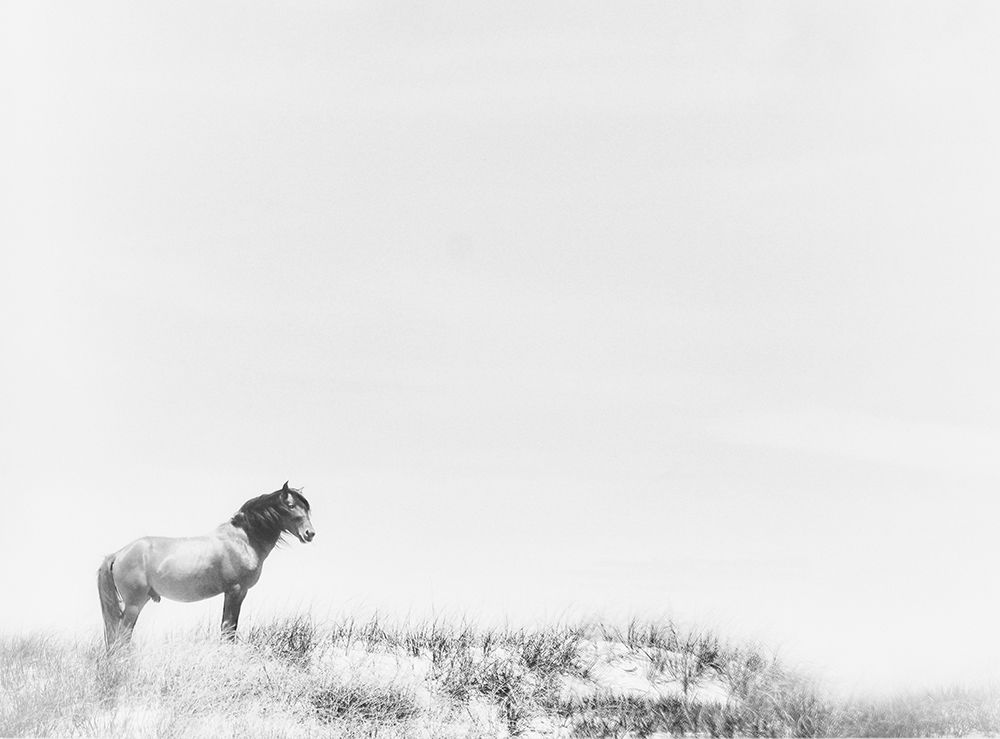 Lone Beach Horse art print by Kim Curinga for $57.95 CAD