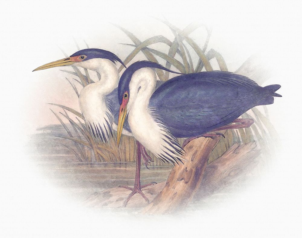 Sentimental Plumage III art print by Steve Hunziker for $57.95 CAD