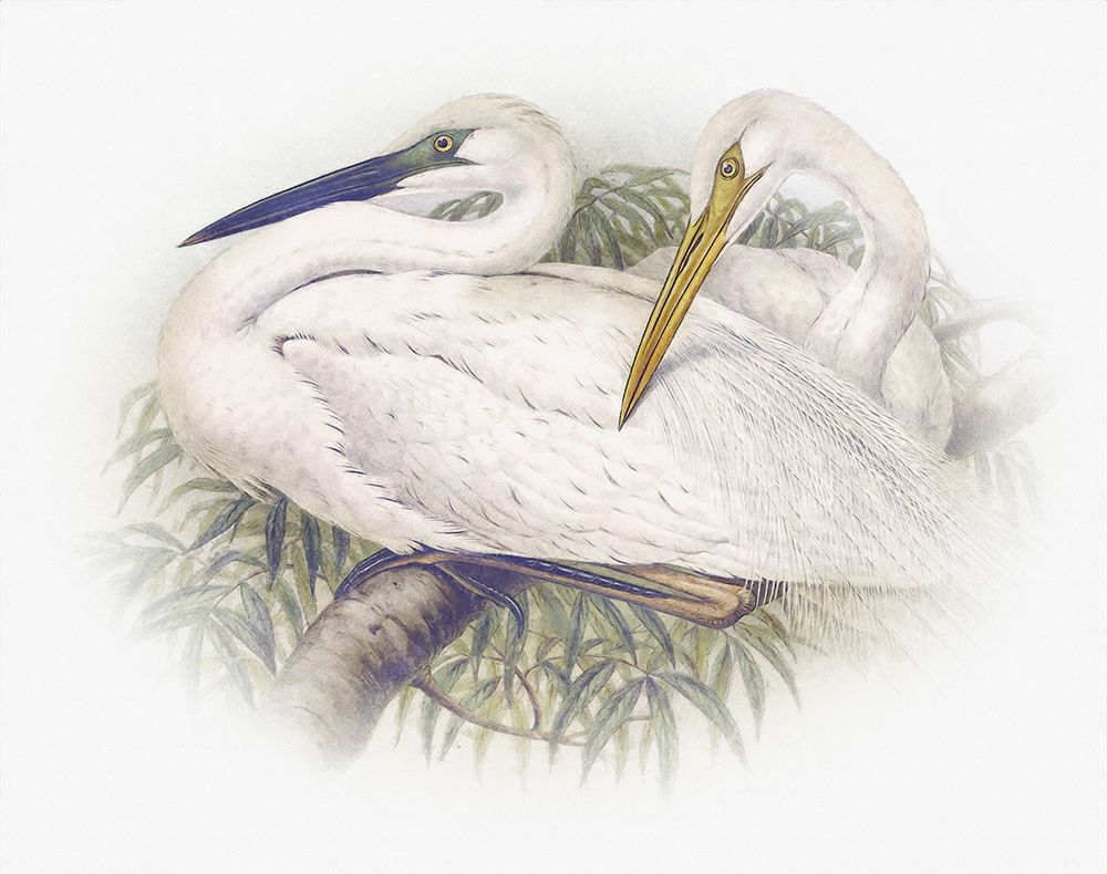Sentimental Plumage IV art print by Steve Hunziker for $57.95 CAD