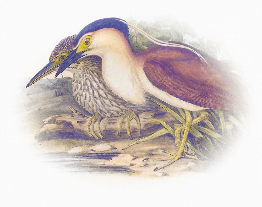Sentimental Plumage V art print by Steve Hunziker for $57.95 CAD