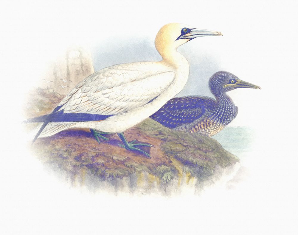 Sentimental Plumage VI art print by Steve Hunziker for $57.95 CAD