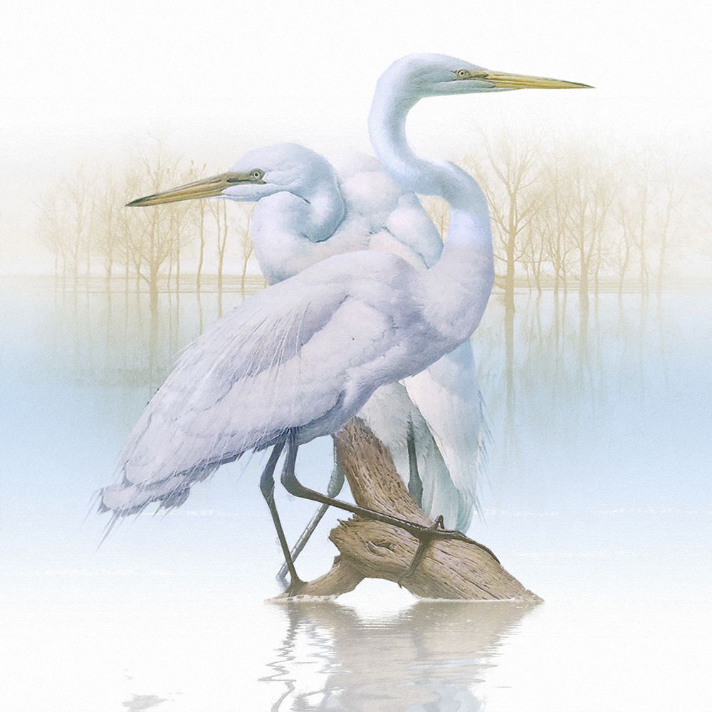 Misty Plumage I art print by Steve Hunziker for $57.95 CAD