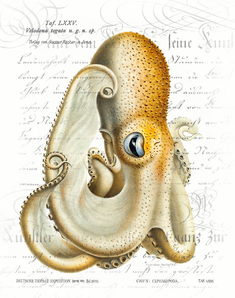 Octopus I art print by Steve Hunziker for $57.95 CAD
